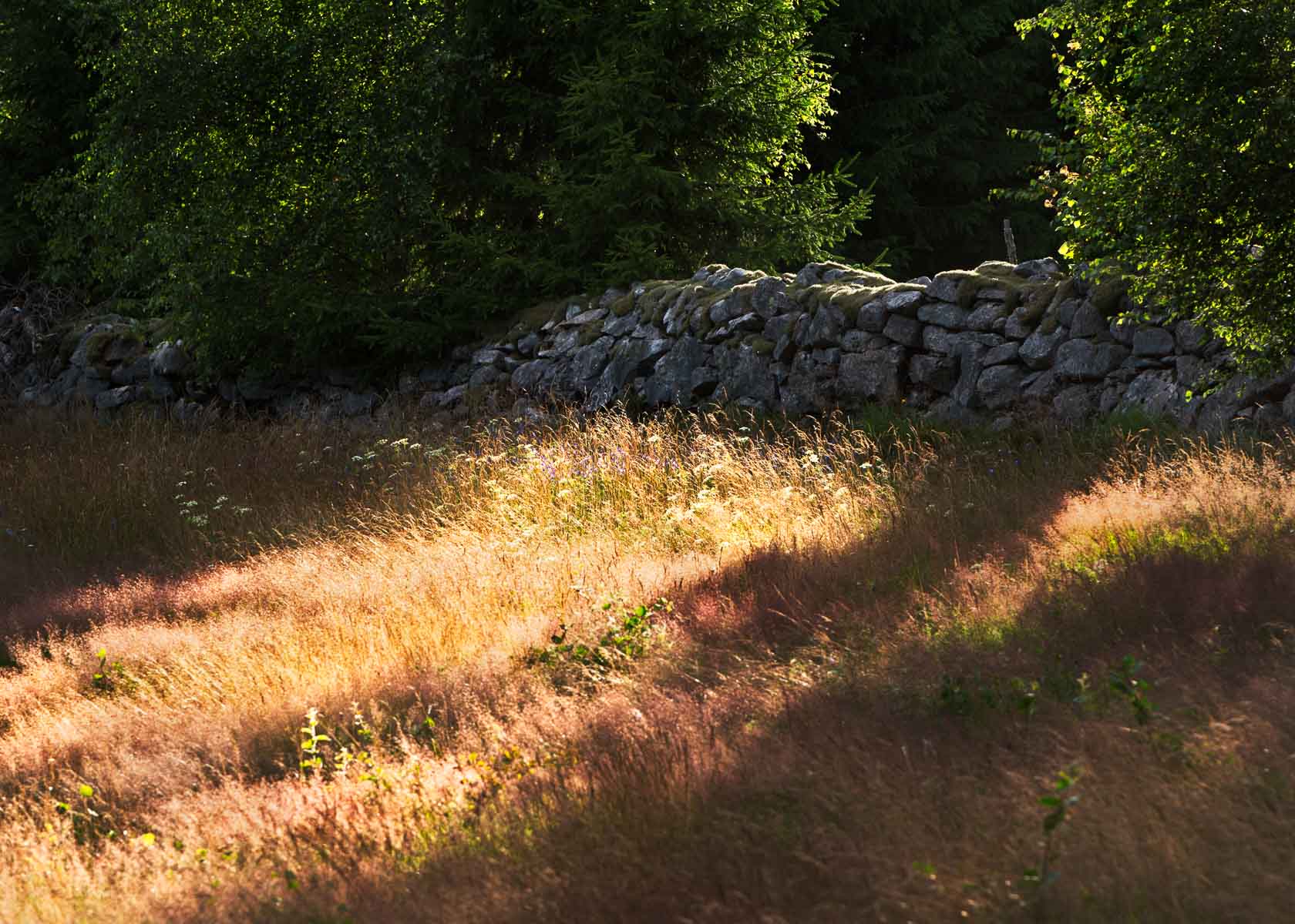 Stengärdesgården delar här det som förr kallades Stora Ackreåkern i Koerhult.