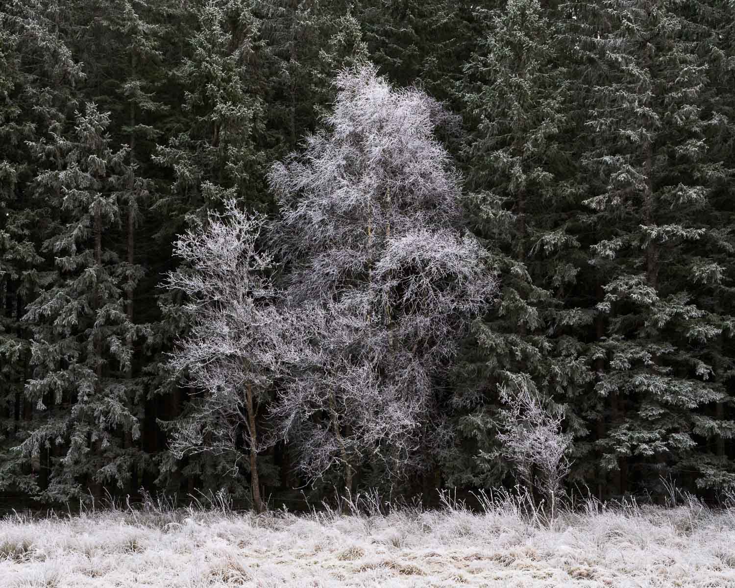 Frostiga tripp trapp trull.