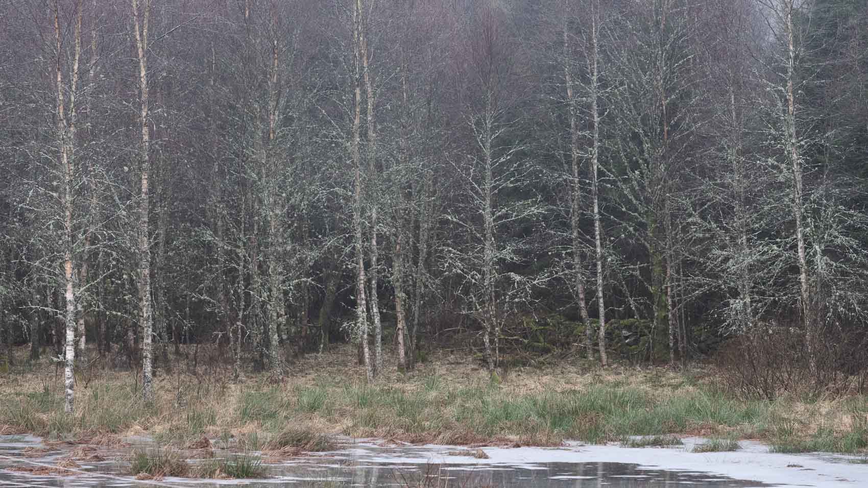 Mossiga, grå, taniga björkar står vid kärrets blöta kant. Här växer de inte sig högre trots åldern de har.