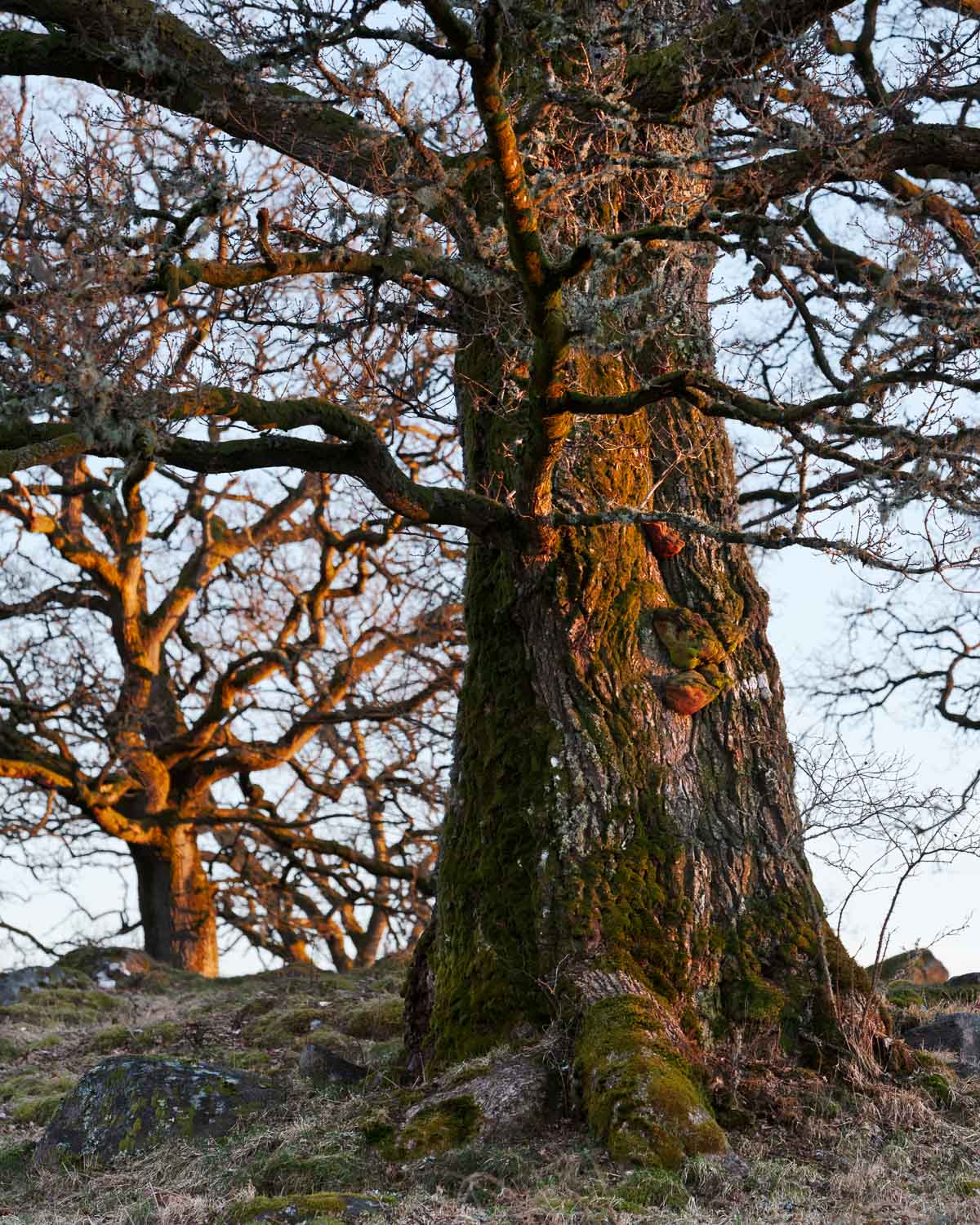 Solnedgången målar de kala grenarna på Örestens ekhage.