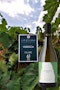 https://www.datocms-assets.com/79014/1778664100-vigna-verdeca-vino-bianco-faraone-valle-d-itria-igp-275-euro-1.jpg?auto=format&h=90