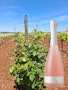 https://www.datocms-assets.com/79014/1778664128-vigna-susumaniello-vino-spumante-charmat-i-pastini-rosato-valle-d-itria-igp-320-euro-2.jpg?auto=format&h=90