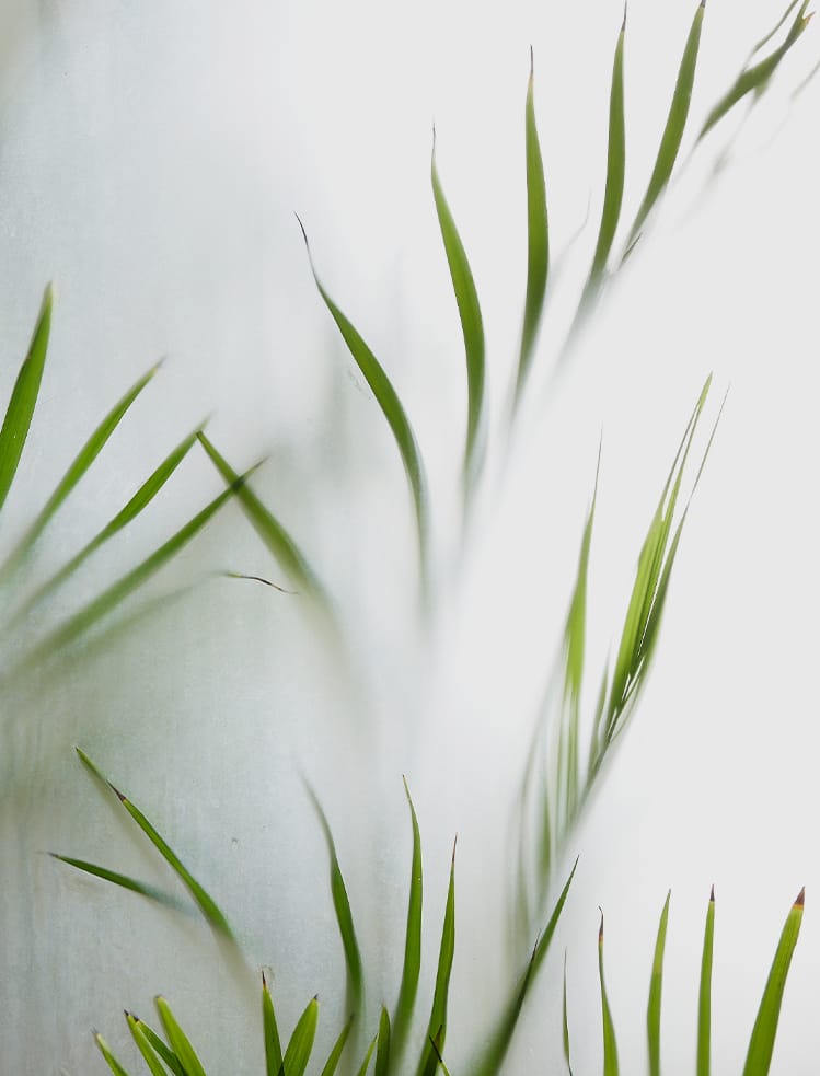 Plant Against a Wall