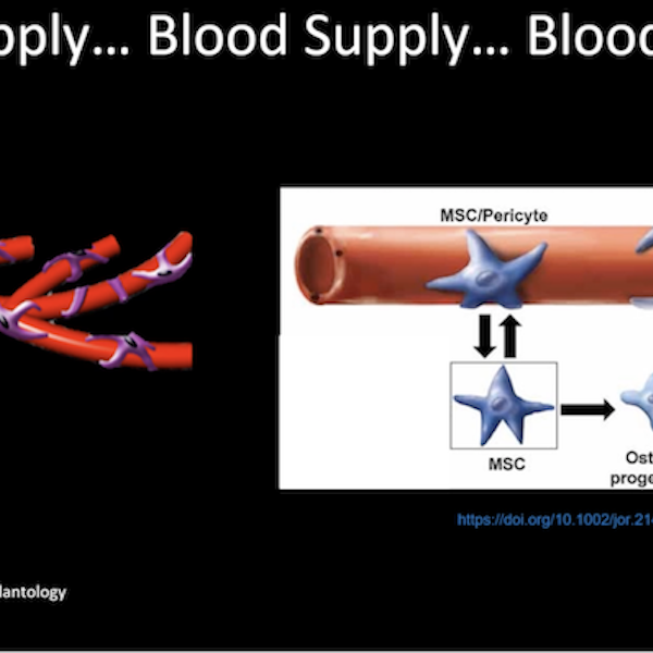 blood supply for graft