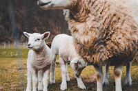 Close-up of Sheep and Two Lambs