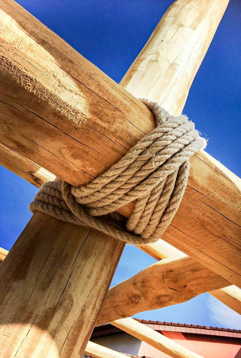 Robinien-Stämme verbunden mit Seilen