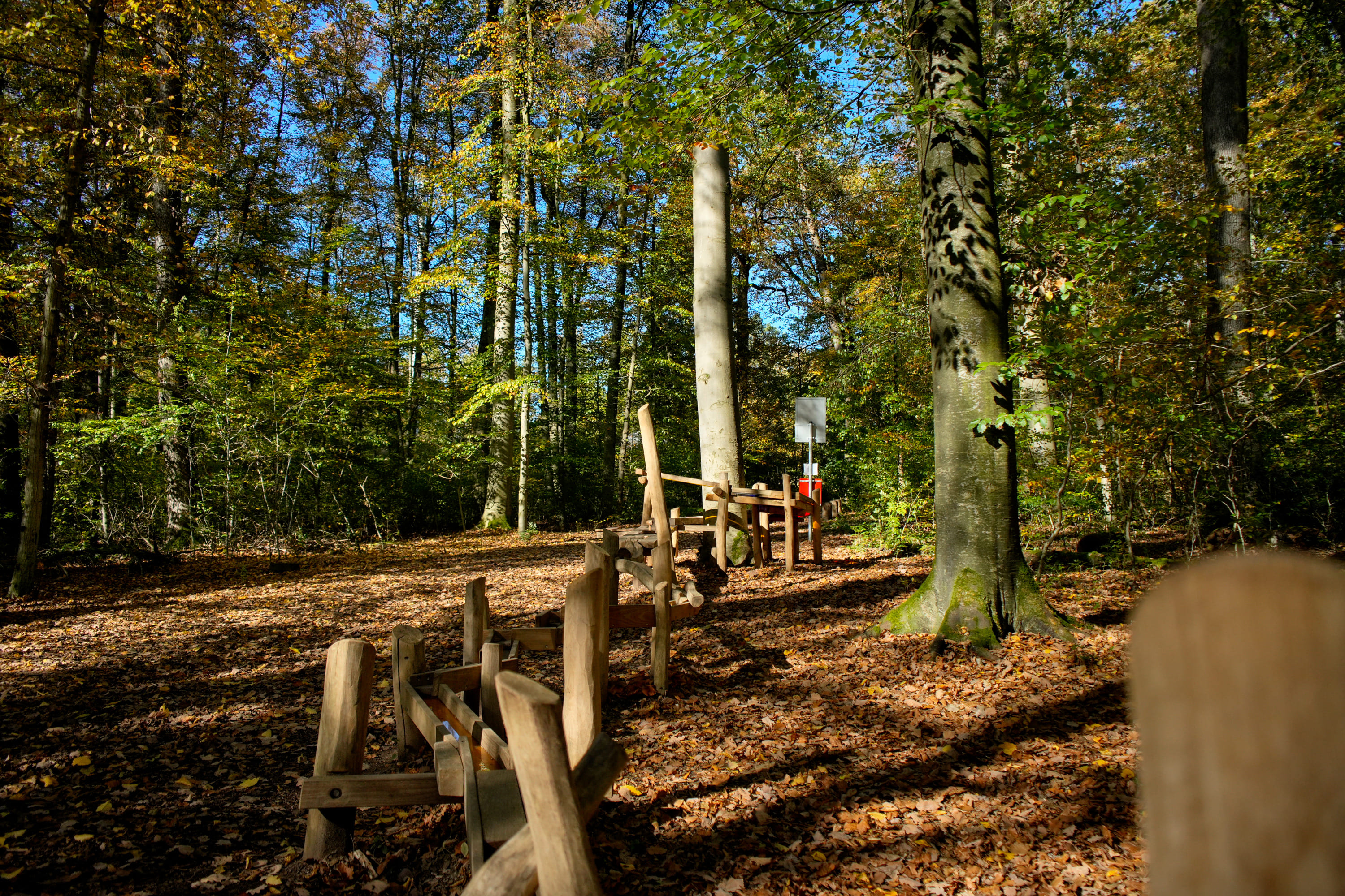 Murmelbahn im Freien in einem Wald, umgeben von hohen Bäumen und gefallenen Blättern unter einem klaren blauen Himmel.