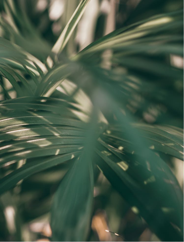 Leaves