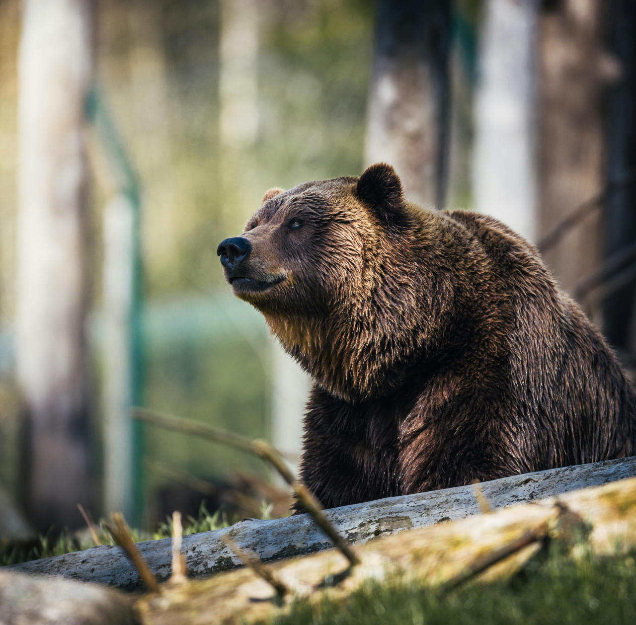 bear in the woods