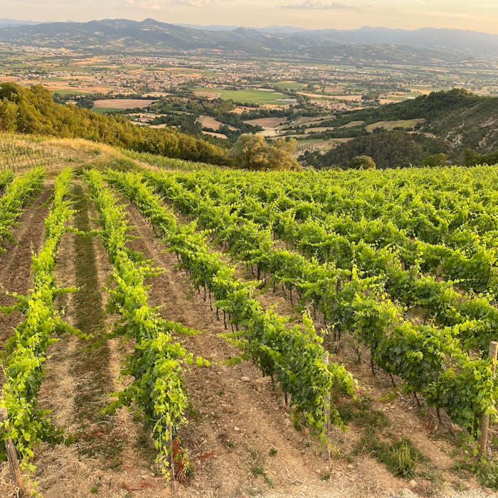 la tenuta
