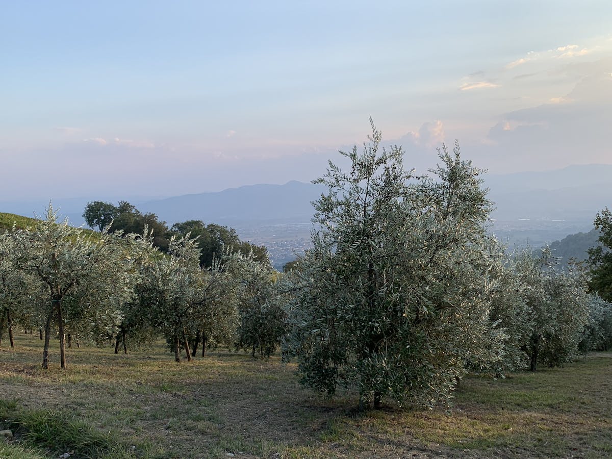 ulivi