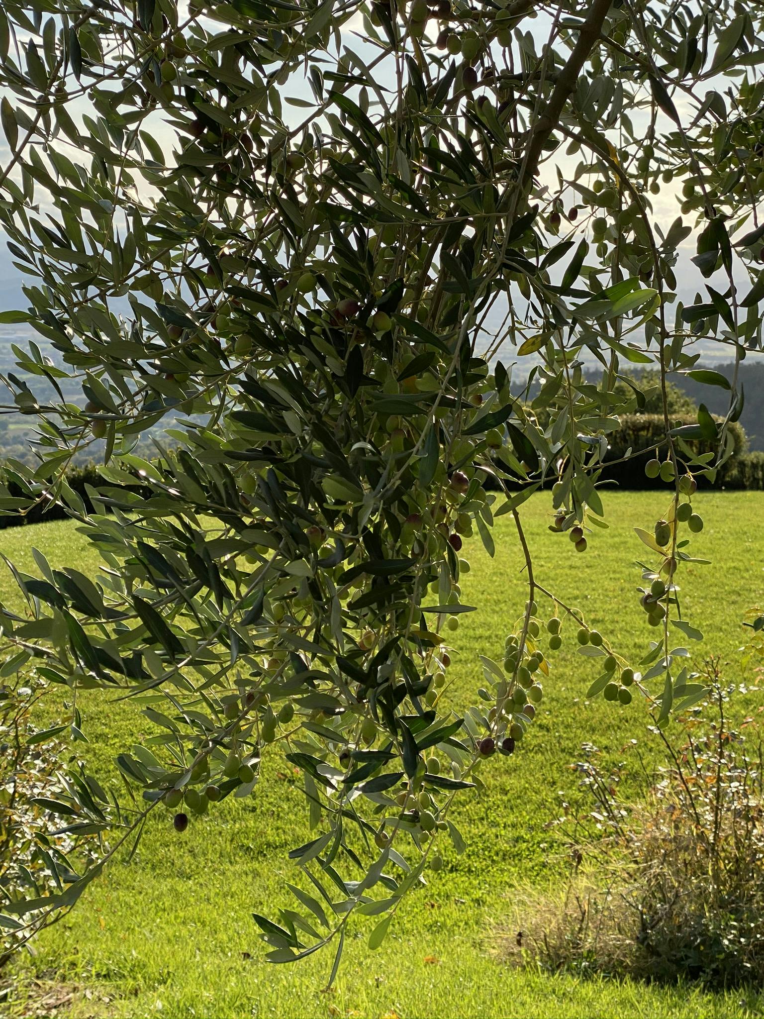 ulivo