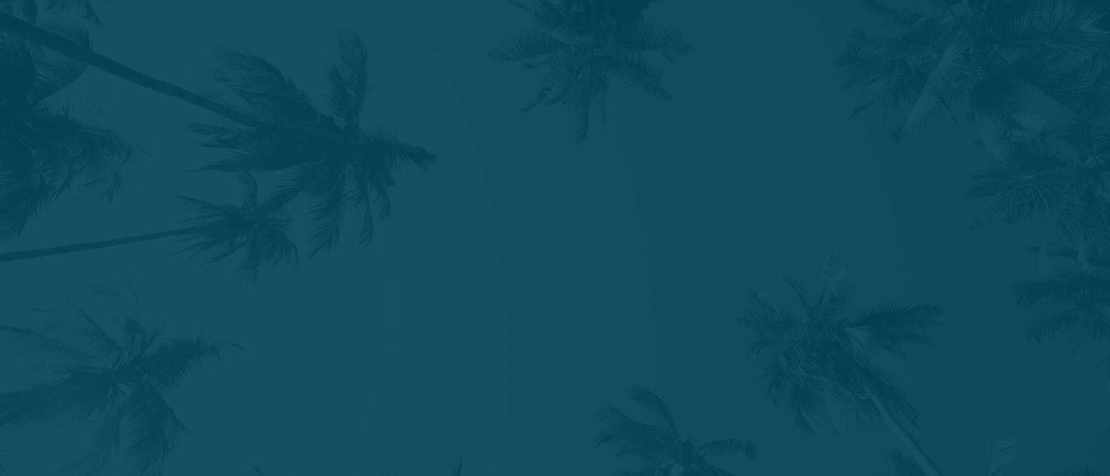 Aeshtetic image with palm trees