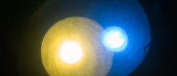 Mali modri in mali rumeni