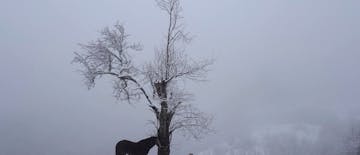 Kdo bo potrkal na vrata mojega doma