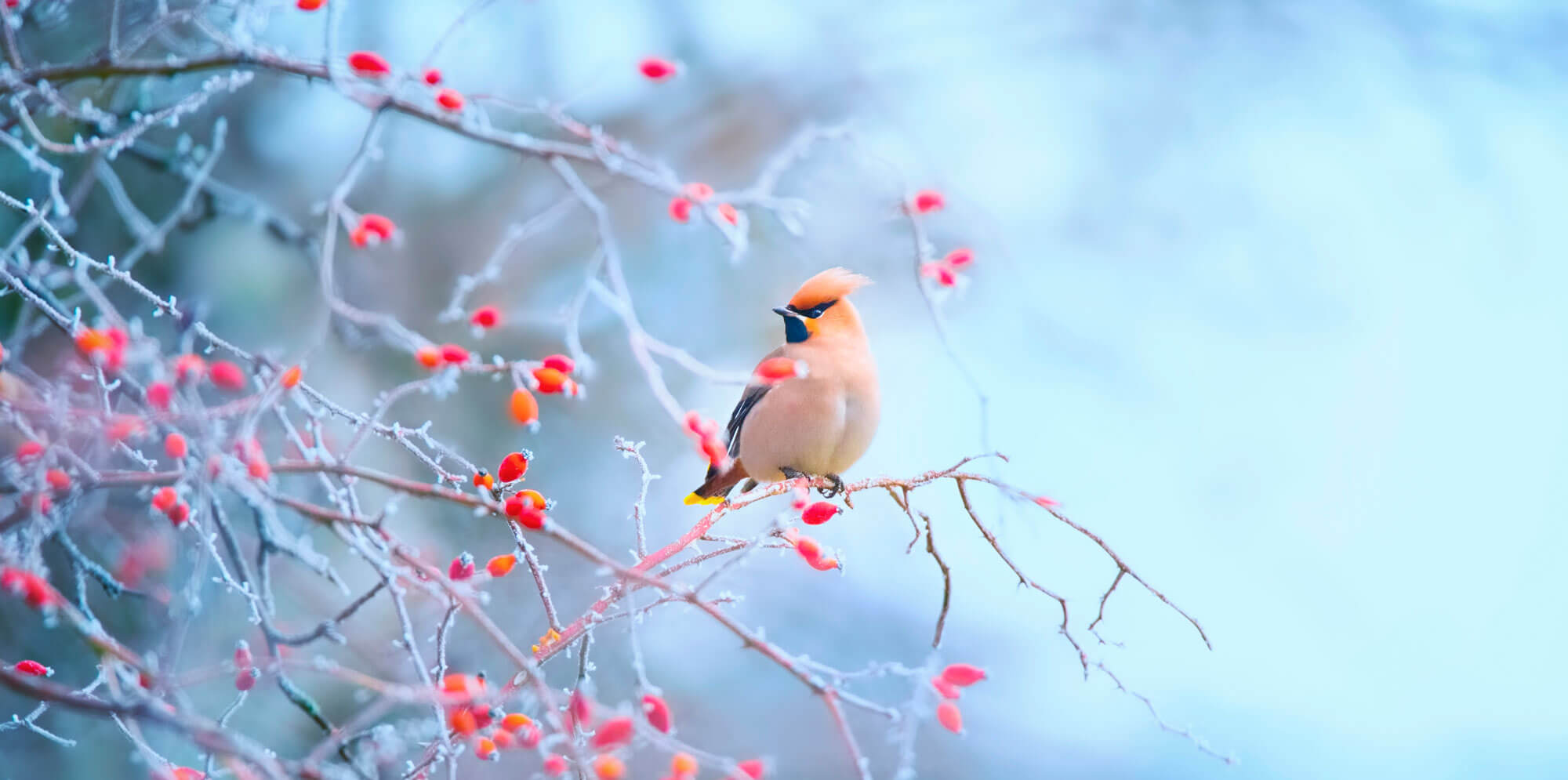 bird in frosty bush with red berries