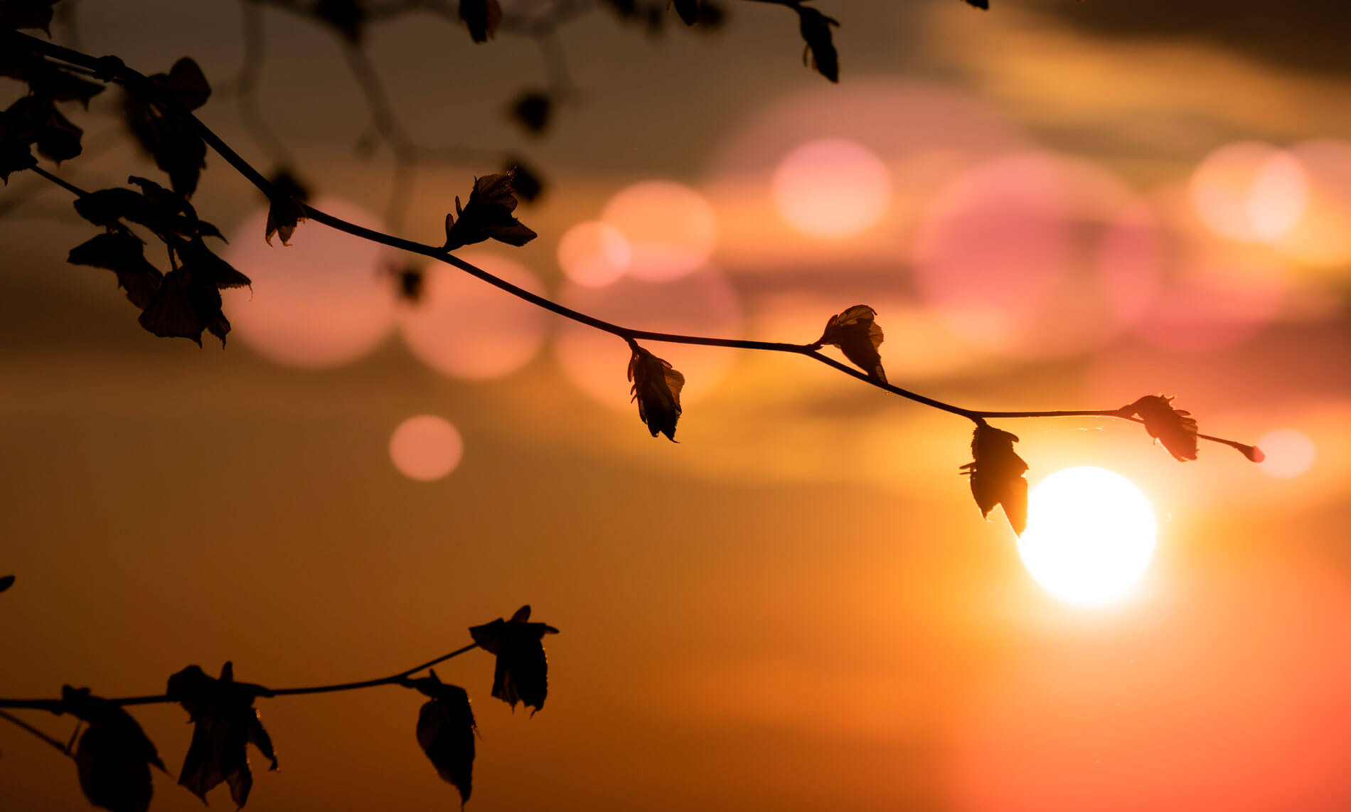 branches with sunset in background