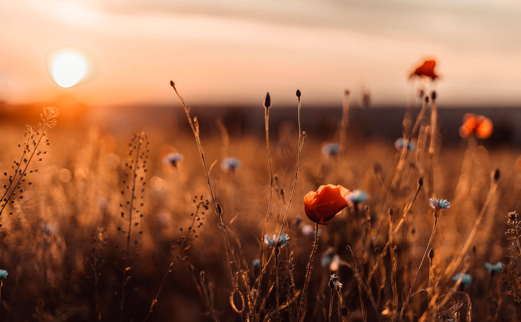 flowers on a field with the sun in the background