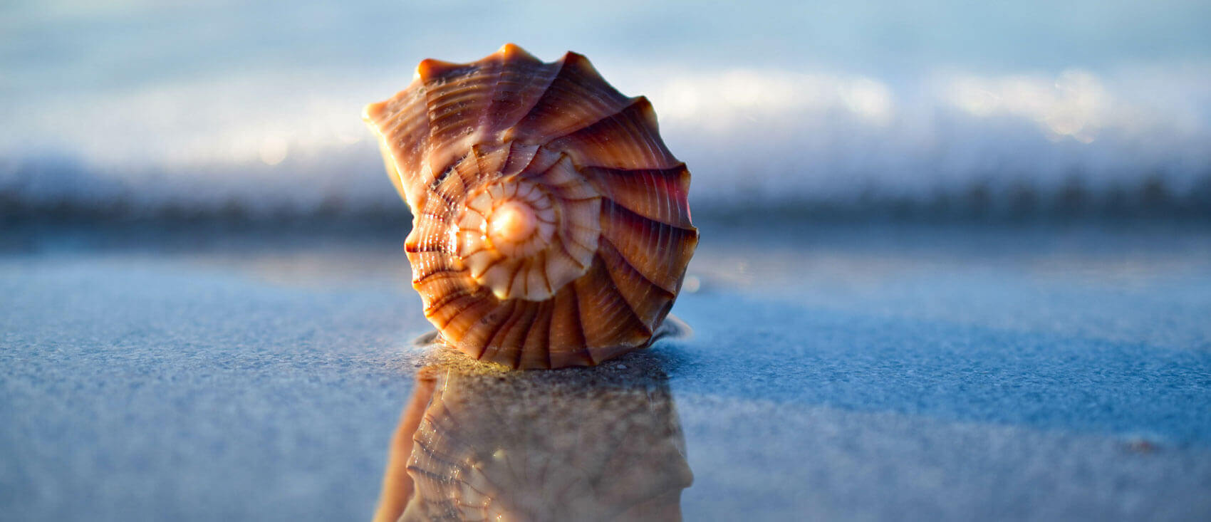 Sea shell on a beach