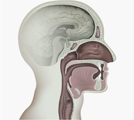 Diagram of esophagus