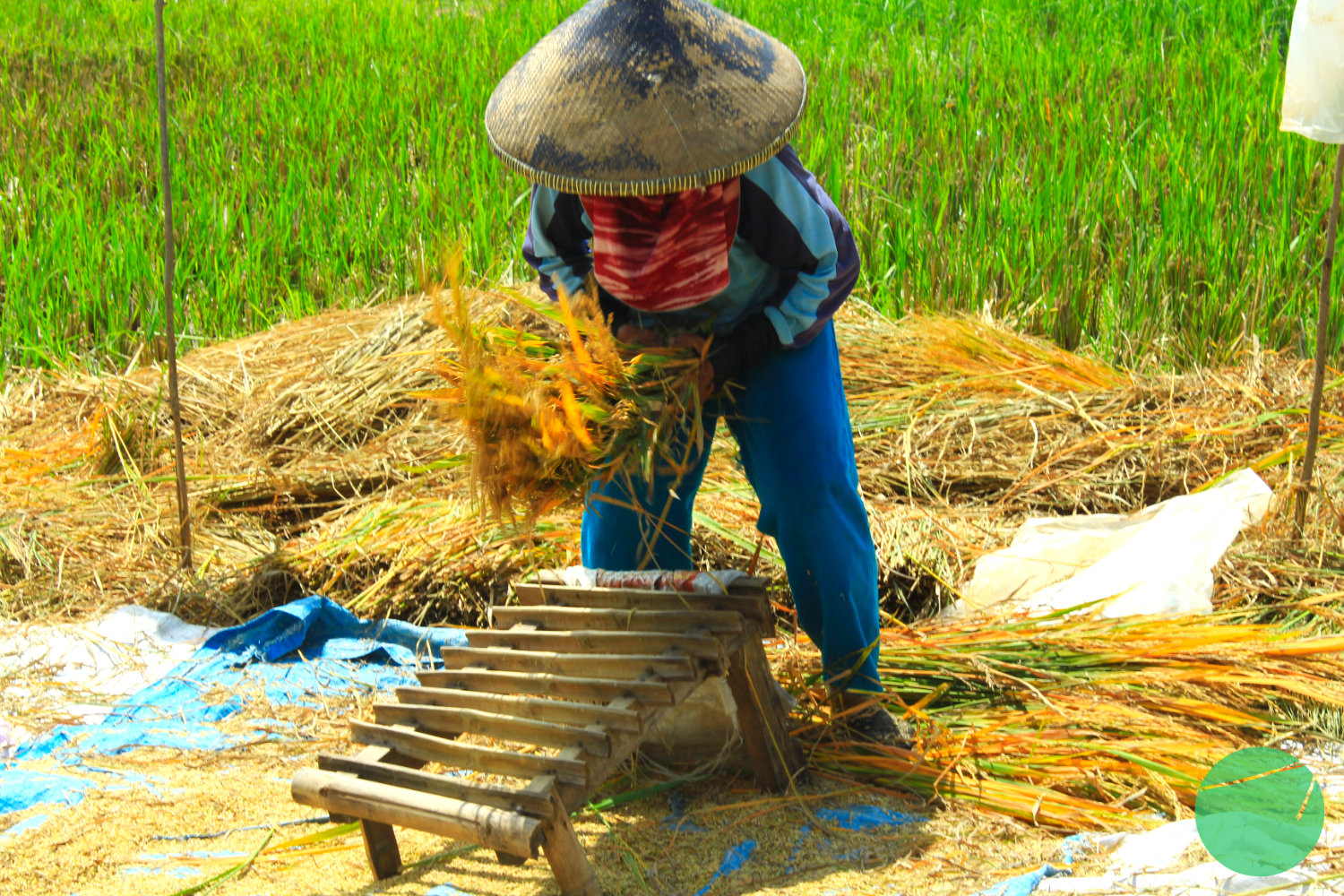 Petani di Setu Patok Cirebon