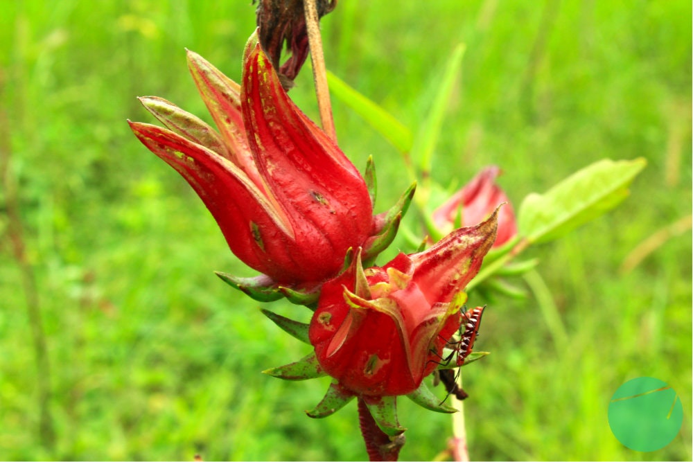 Cover Image for Benefits of Roselle for Health