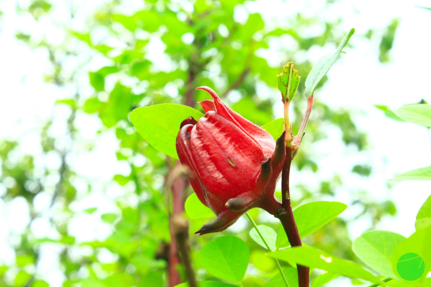 Cover Image for Deskripsi, Asal dan Khasiat Rosella (Hibiscus sabdariffa)