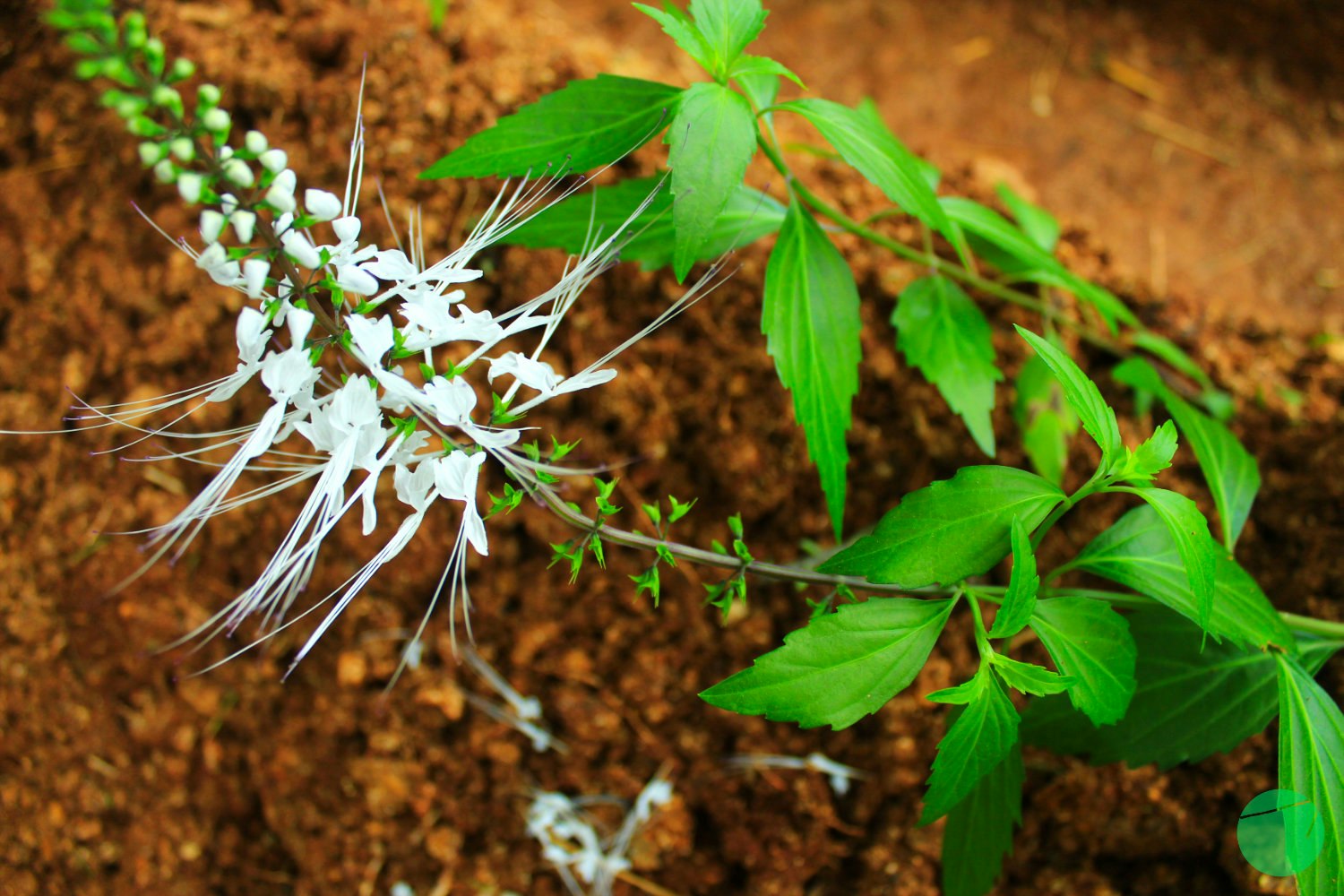 Cat's Whiskers/Orthosiphon aristatus
