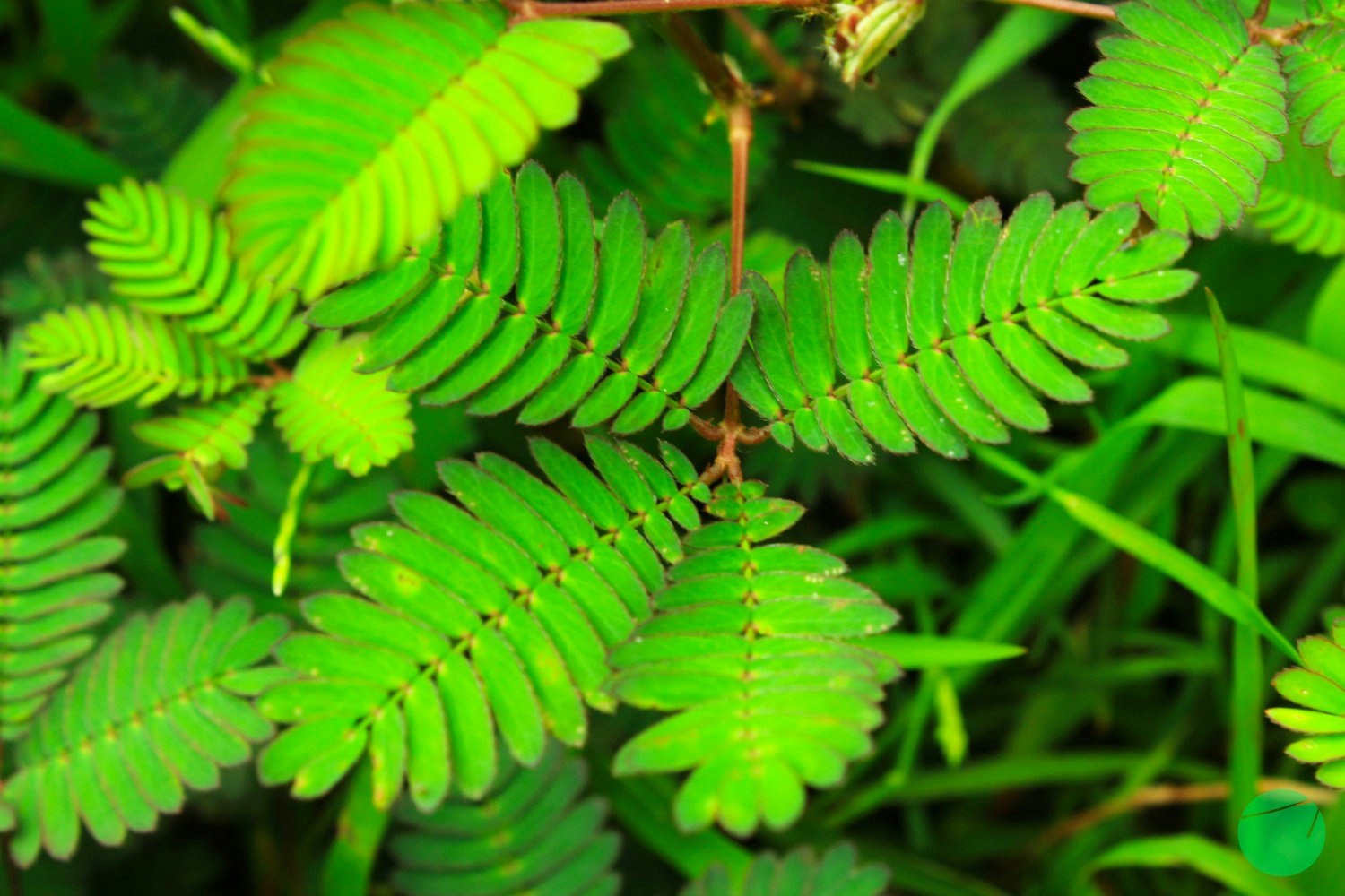 Cover Image for Deskripsi, Asal dan Khasiat Putri Malu (Mimosa pudica)
