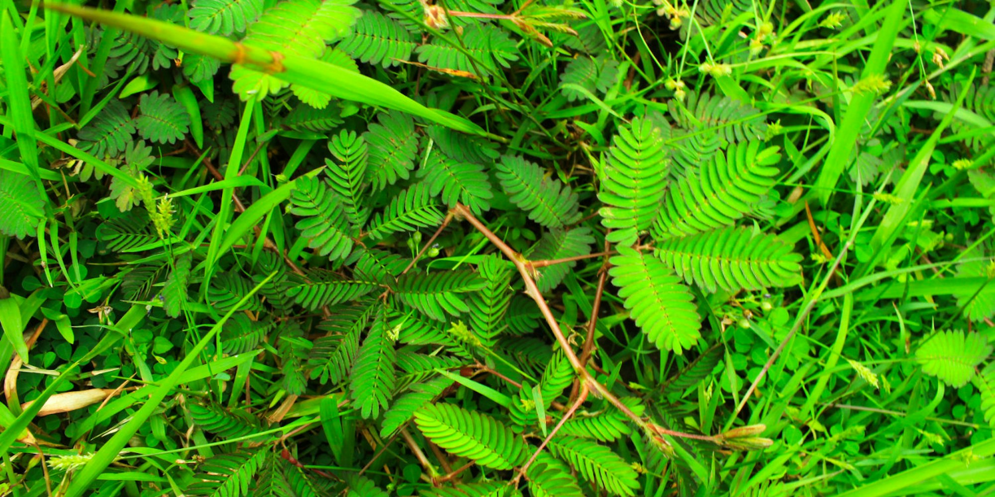 Cover Image for Health Benefits of Shame Plant/Mimosa Pudica