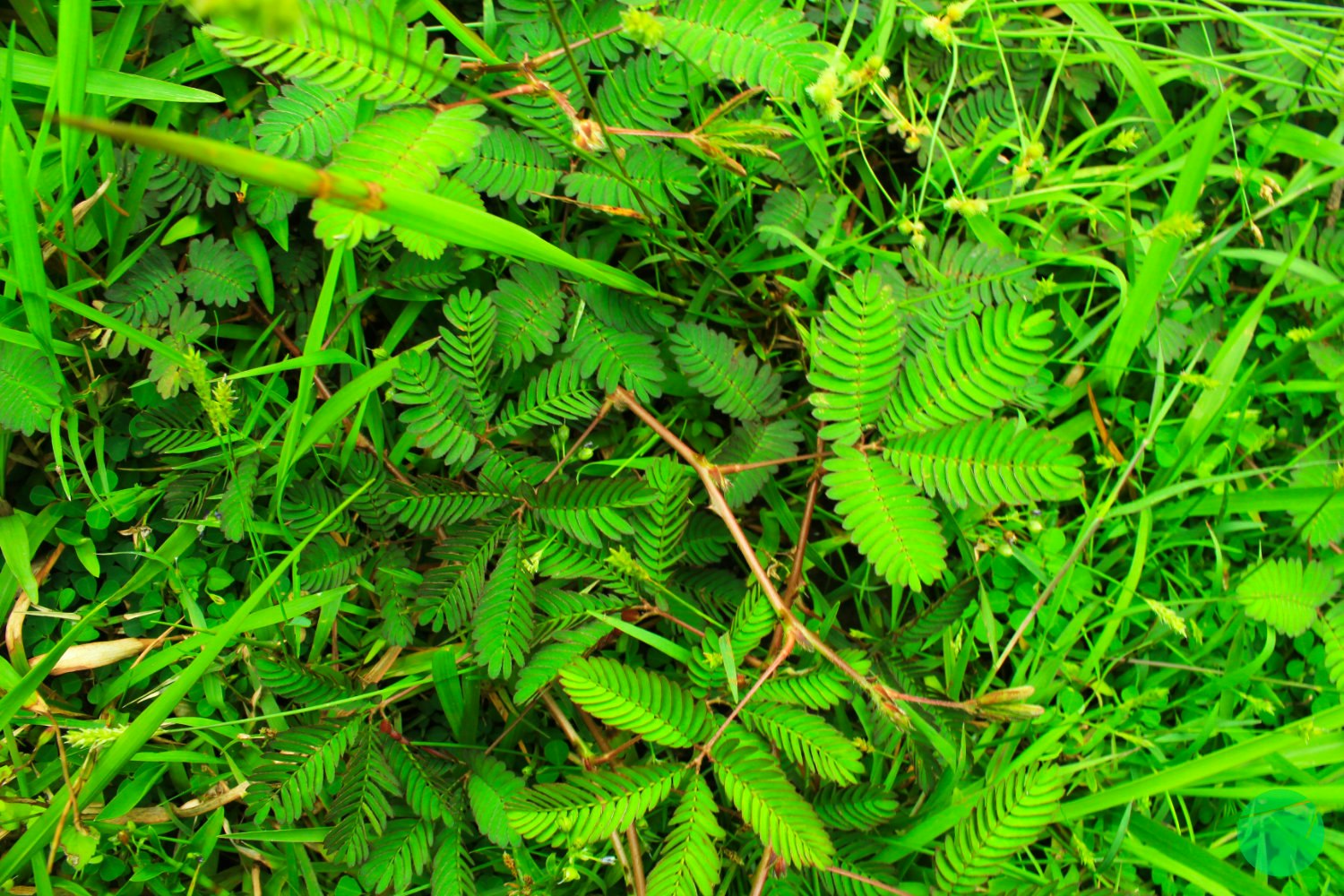 Cover Image for Health Benefits of Shame Plant/Mimosa Pudica