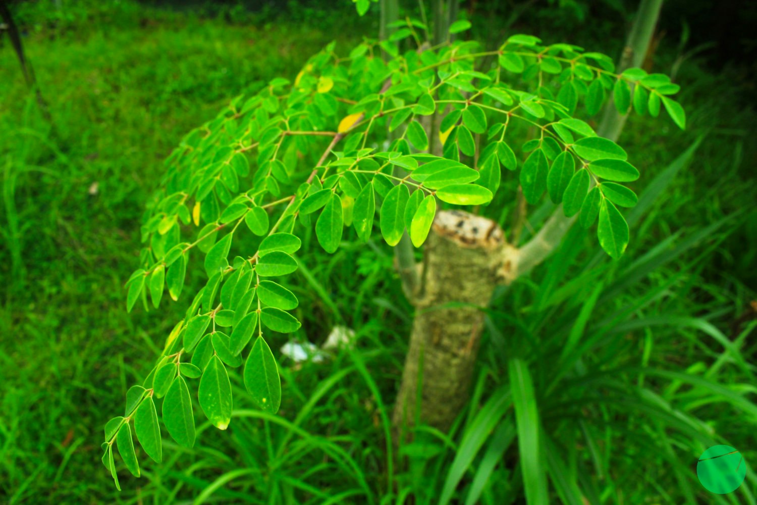 Cover Image for Deskripsi, Asal dan Khasiat Kelor (Moringa oleifera)