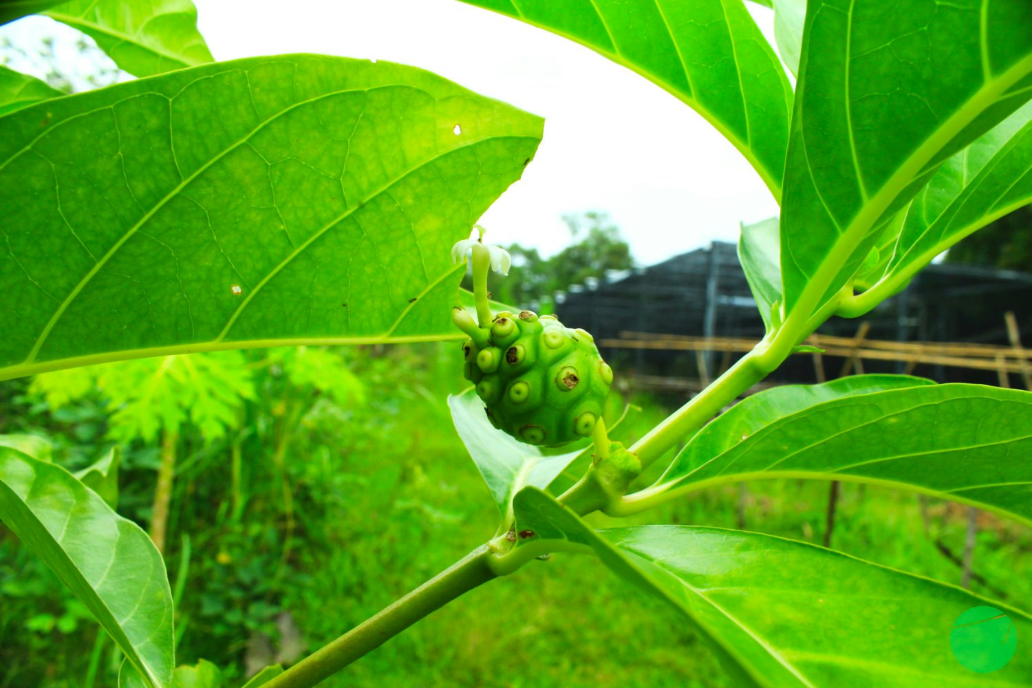 Cover Image for Deskripsi, Asal dan Khasiat Mengkudu (Morinda citrifolia)