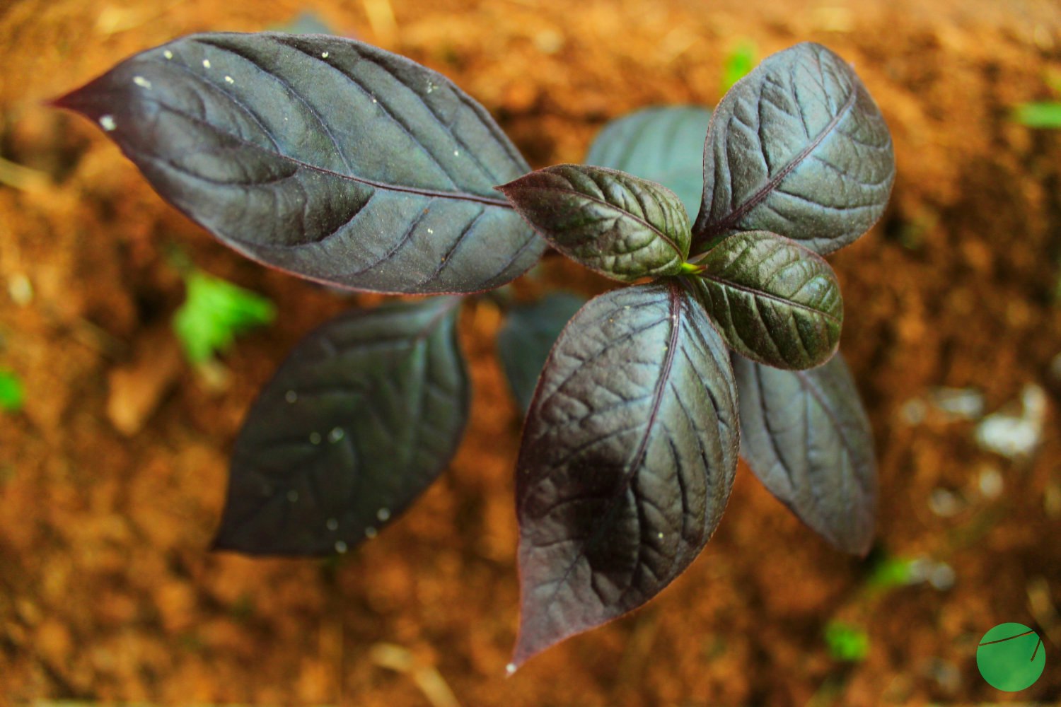 Cover Image for Deskripsi, Asal dan Khasiat Daun Ungu (Graptophyllum pictum)