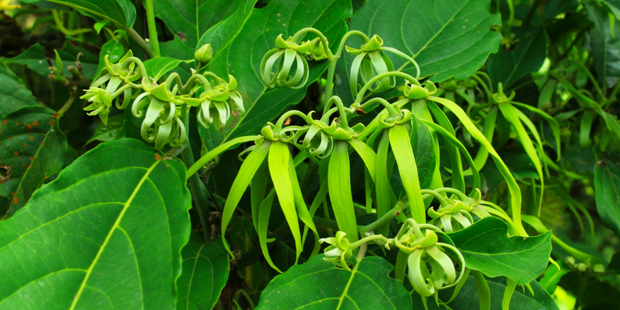 Cover Image for Kegunaan dan Manfaat Kesehatan Kembang Kantil/Cempaka (Magnolia champaca)