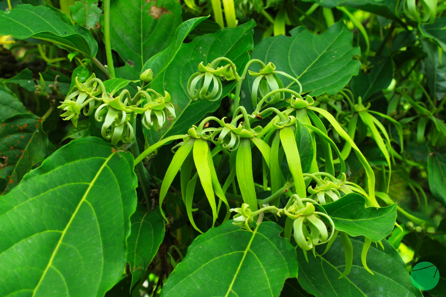 Cover Image for Deskripsi, Asal dan Khasiat Kembang Kantil/Cempaka (Magnolia champaca)