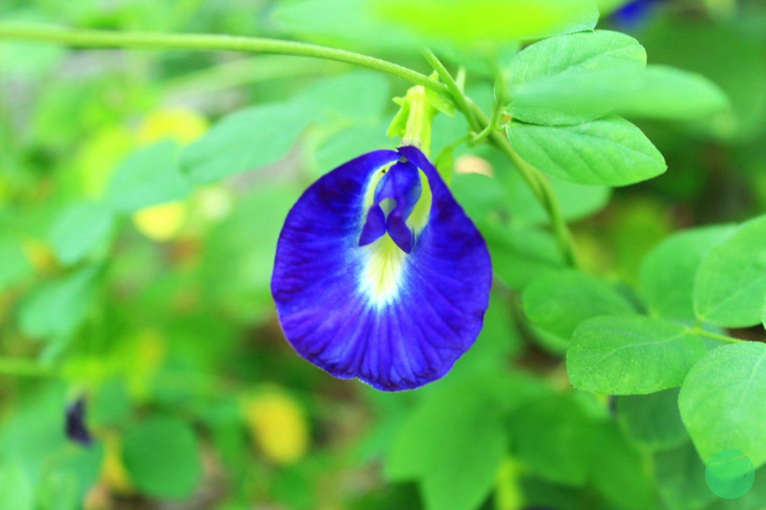 Cover Image for Deskripsi, Asal dan Khasiat Telang (Clitoria ternatea)