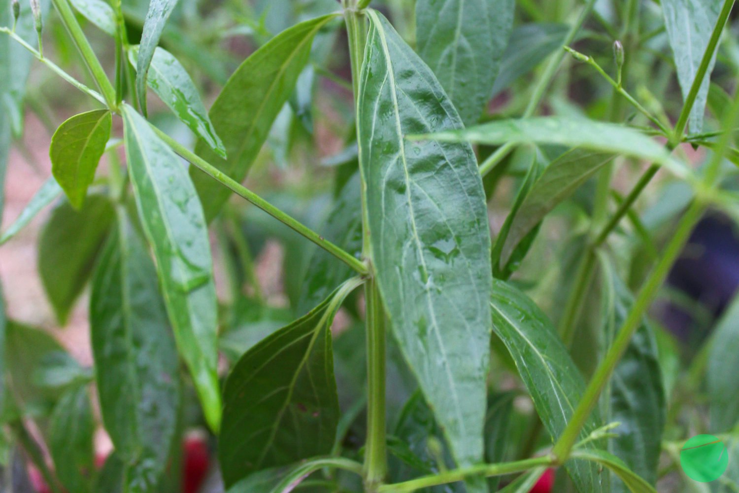 Cover Image for Deskripsi, Asal dan Khasiat Sambiloto (Andrographis paniculata)