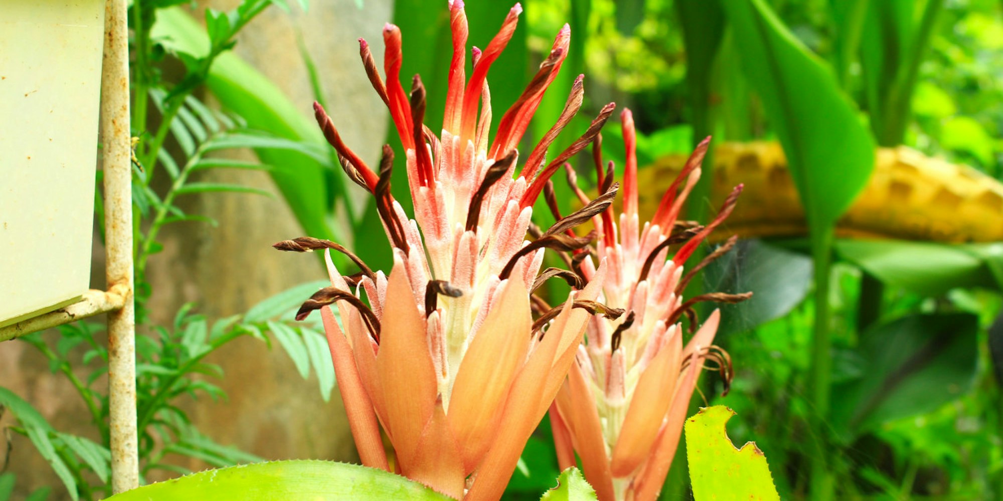Cover Image for Description and Origin of Flaming Torch (Billbergia pyramidalis)