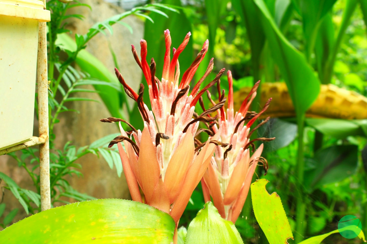 Cover Image for Description and Origin of Flaming Torch (Billbergia pyramidalis)