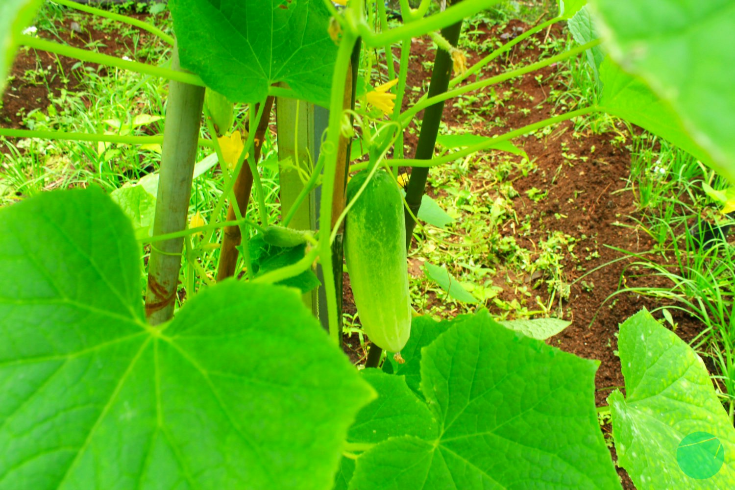 Cover Image for Description, Origin and The Efficacy of Cucumbers (Cucumis sativus)