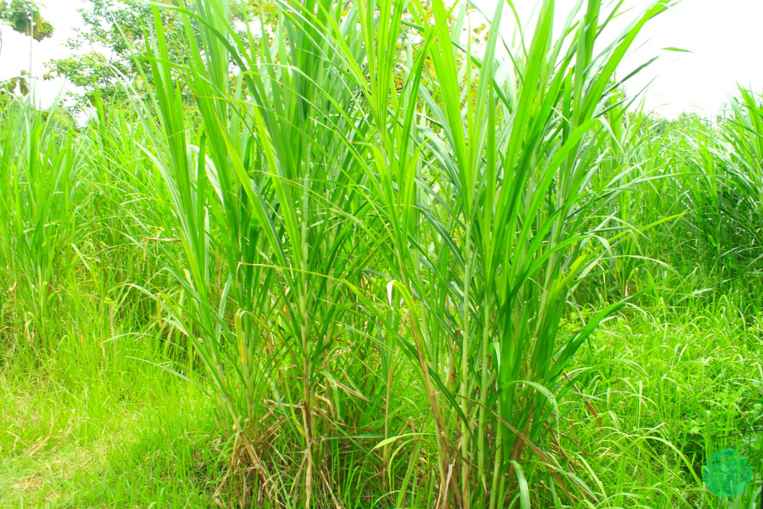 Cover Image for Description, Origin and The Efficacy of Napier Grass/Pakchong