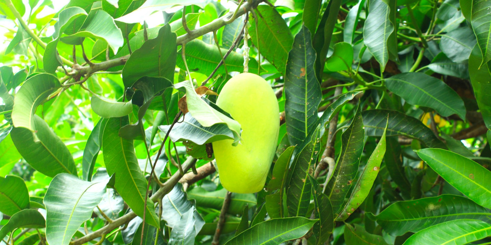 Cover Image for Description, Origin and The Efficacy of Mango (Mangifera indica)