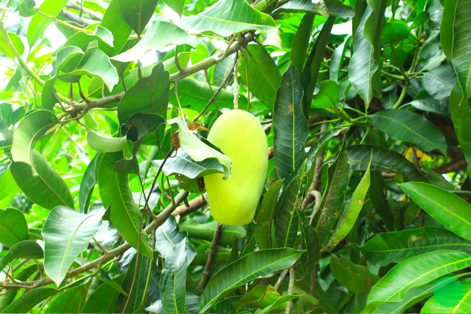 Cover Image for Description, Origin and The Efficacy of Mango (Mangifera indica)