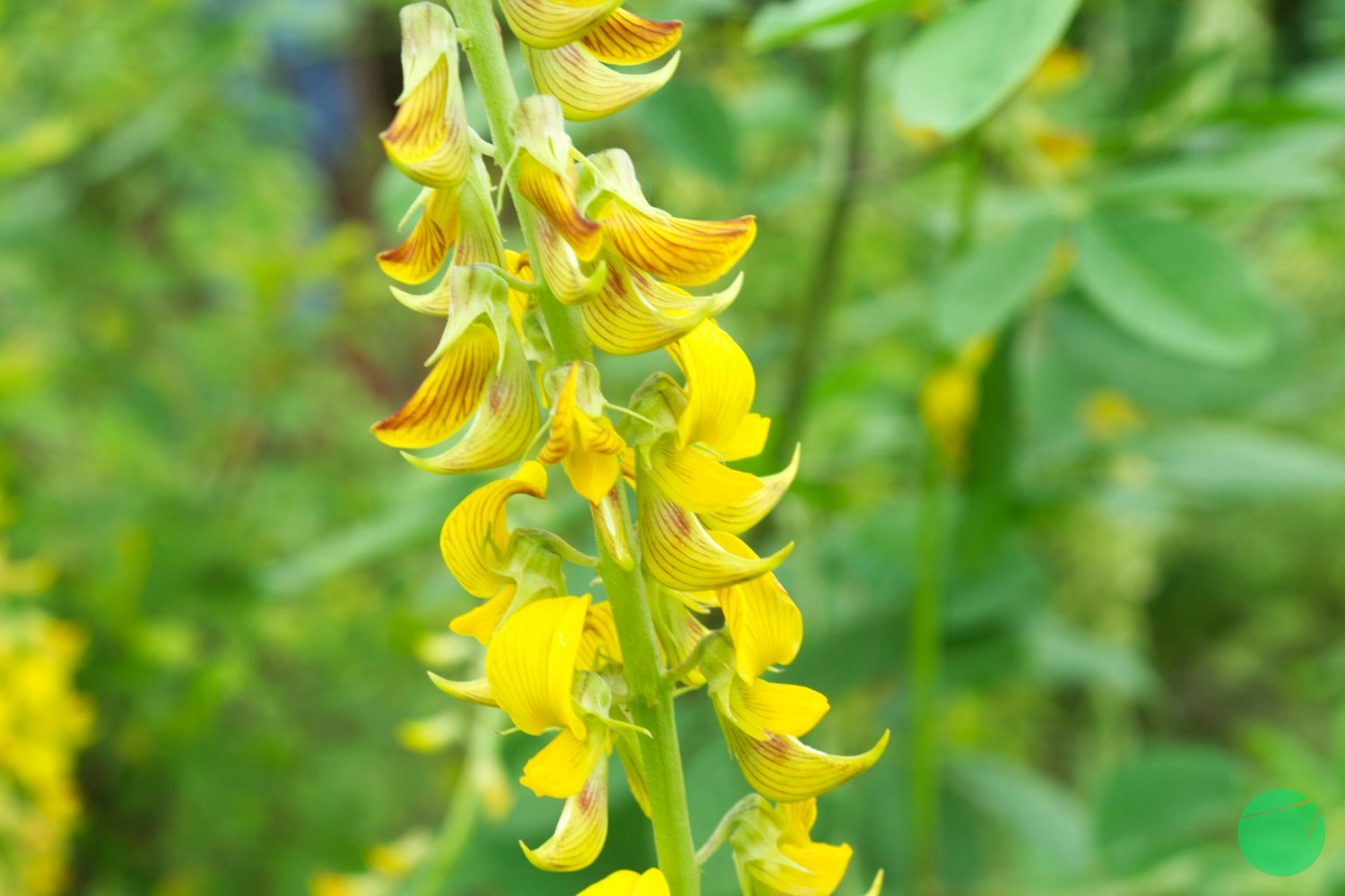 Cover Image for Description, Origin and The Efficacy of Rattlepods
