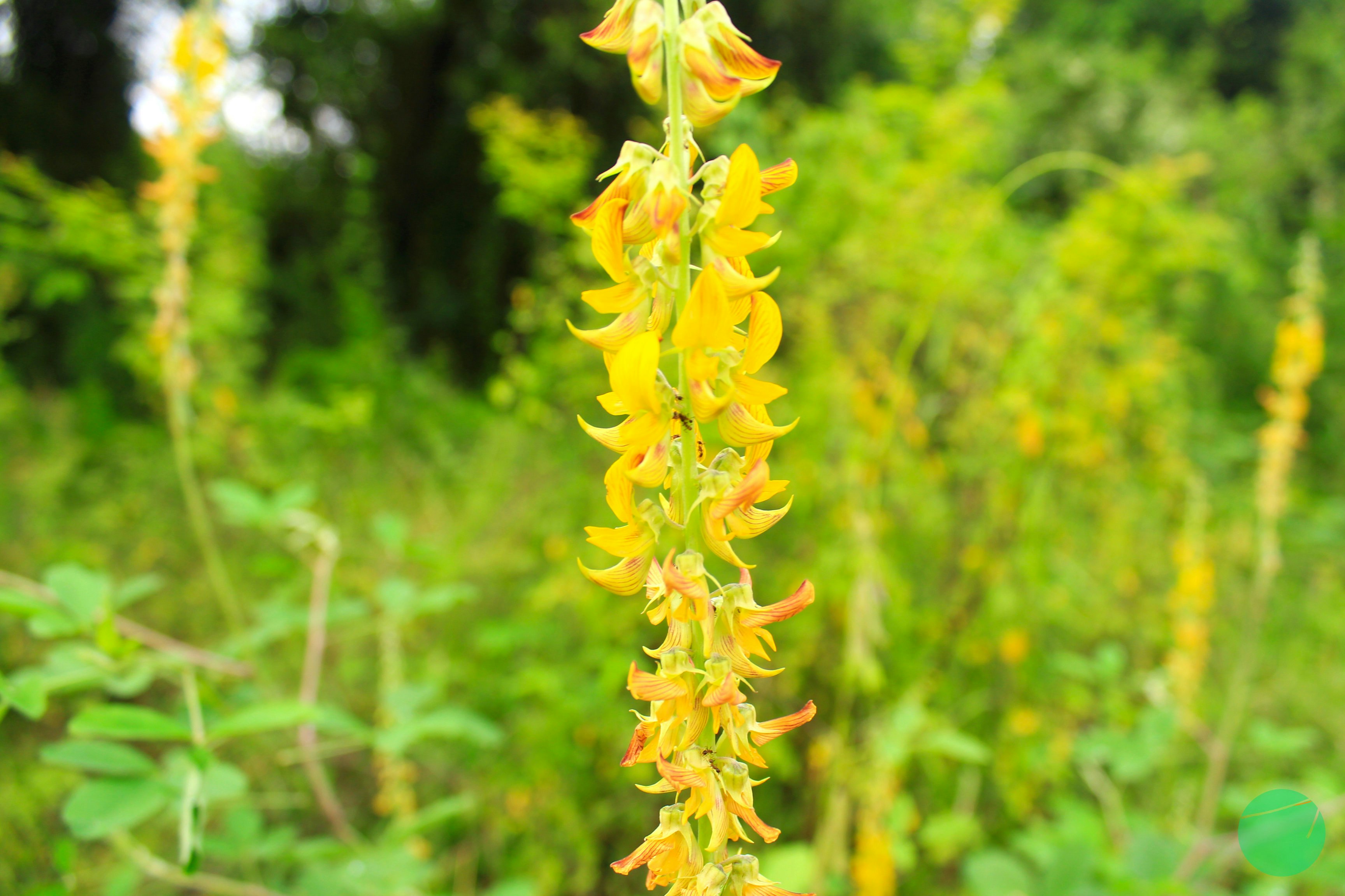 Orok - Orok | Rattlepods | Crotalaria juncea