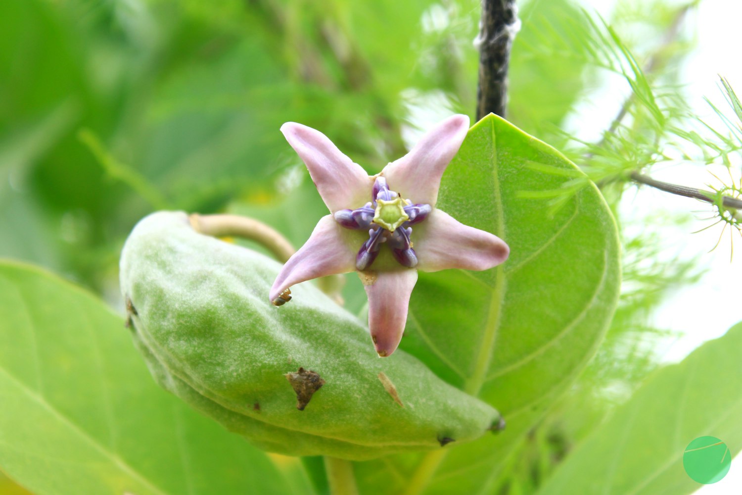 Cover Image for Description, Origin and The Efficacy of Crown Flower