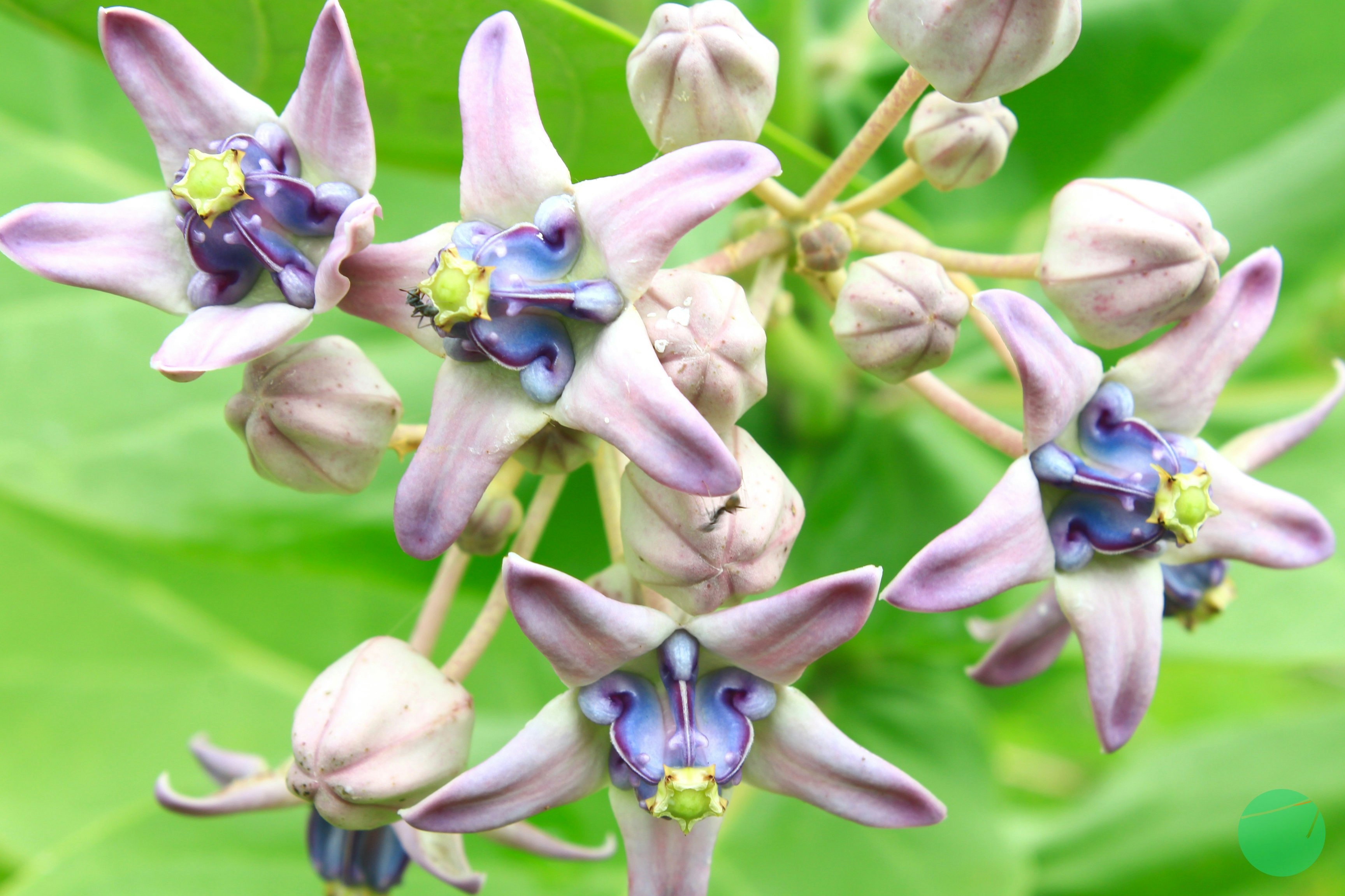 Biduri | Crown Flower | Calotropis gigantea