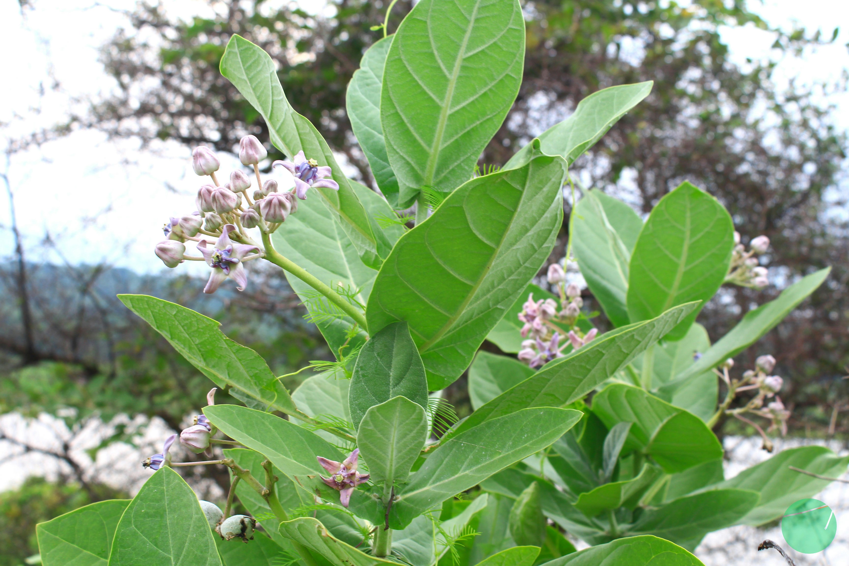 Biduri | Crown Flower | Calotropis gigantea