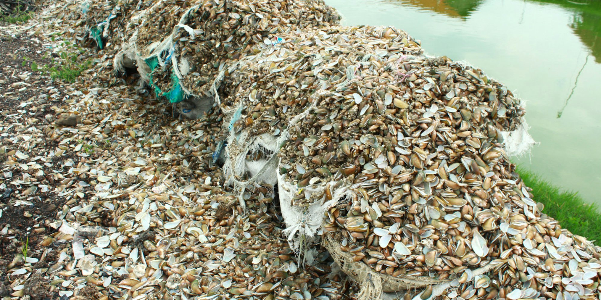 Cover Image for Utilization of Shellfish Waste as Building Construction Materials, Livestock Feed and Organic Fertilizer